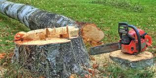 Best Root Management and Removal  in Bellevue, ID