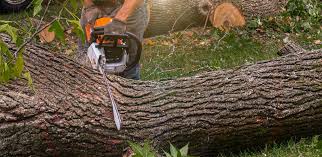 Lawn Drainage Solutions in Bellevue, ID