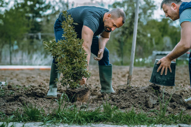 Best Lawn Pest Prevention  in Bellevue, ID