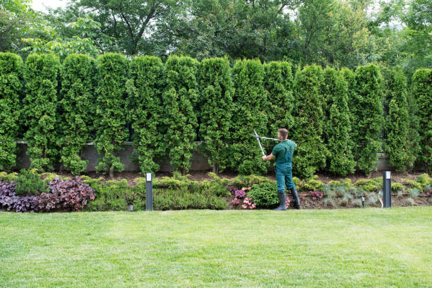 Best Tree and Shrub Care  in Bellevue, ID