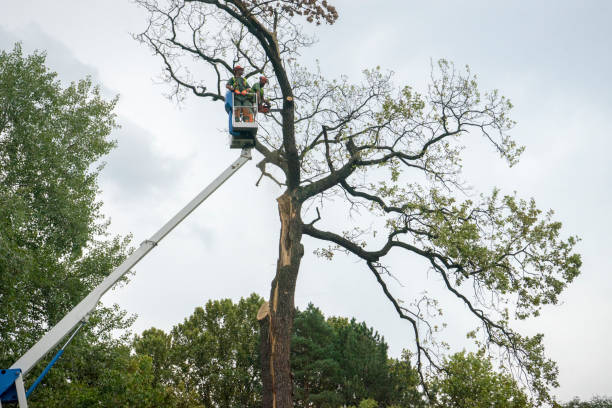 Best Utility Line Clearance  in Bellevue, ID