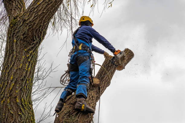 Best Seasonal Cleanup (Spring/Fall)  in Bellevue, ID
