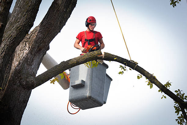 Best Hedge Trimming  in Bellevue, ID