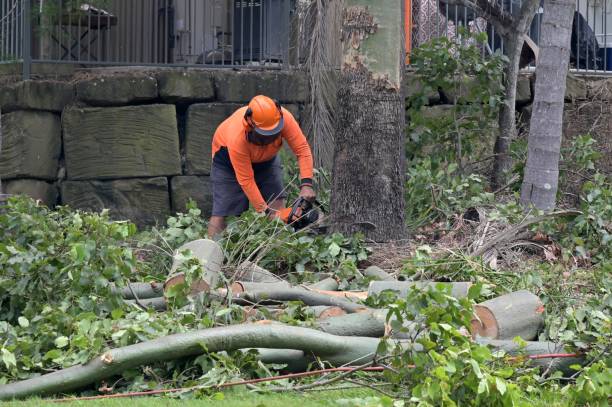 Best Tree Removal  in Bellevue, ID