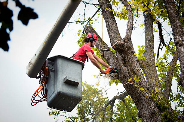 How Our Tree Care Process Works  in  Bellevue, ID